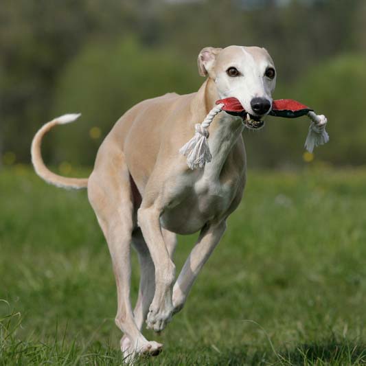 Portrait of a running whippet dog fetching a dog-toy