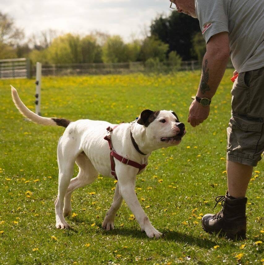 WhiteDog