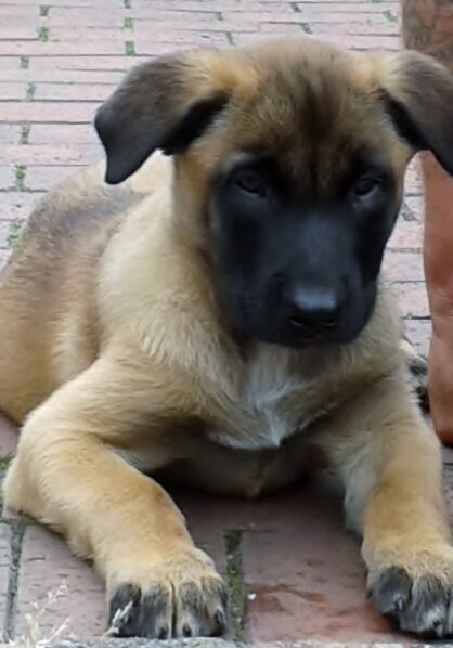 Baby Alice 2