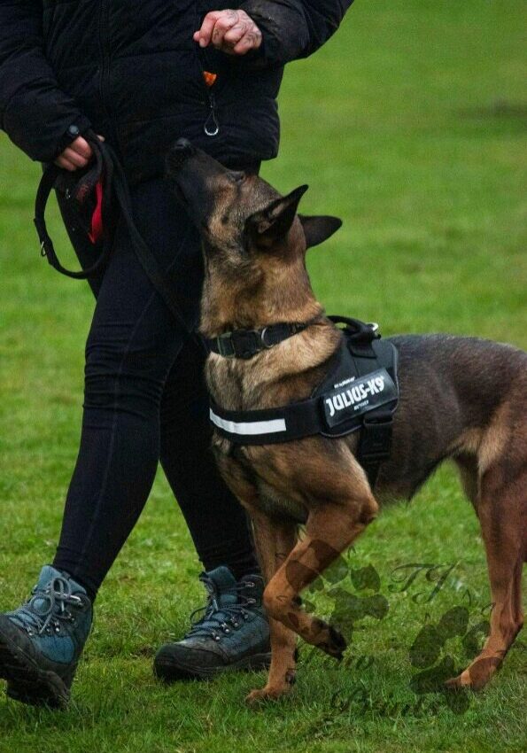 DogTraining