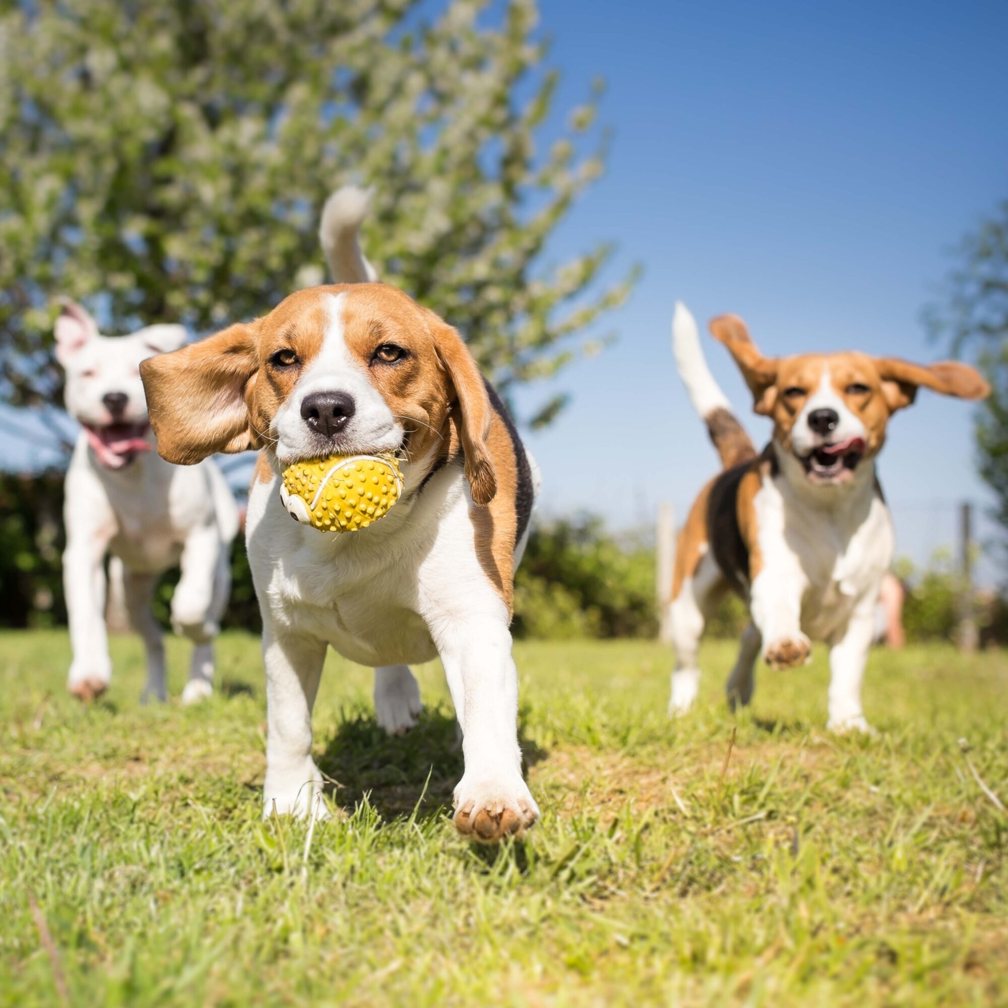 Group of dogs playing in the park