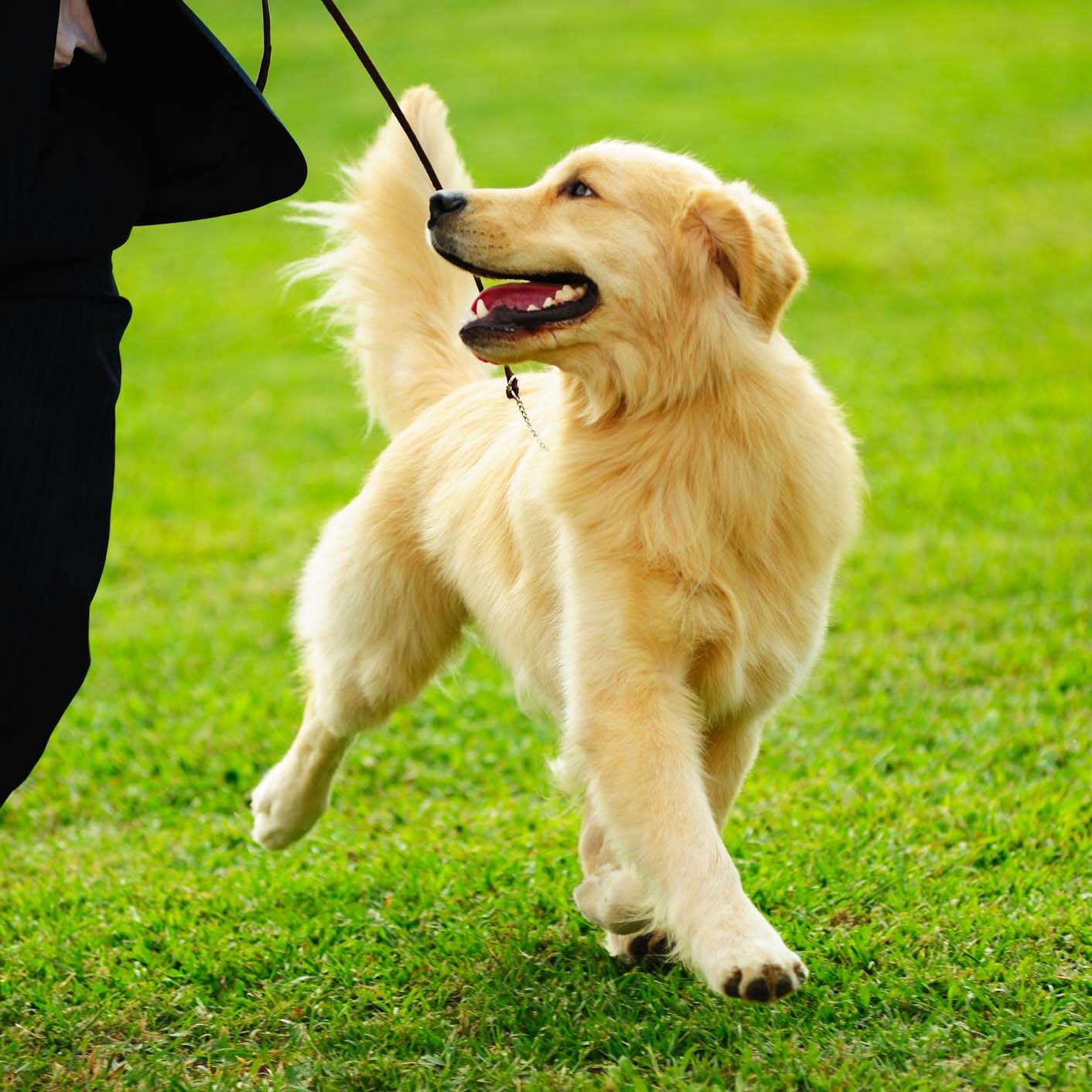 Dogs2