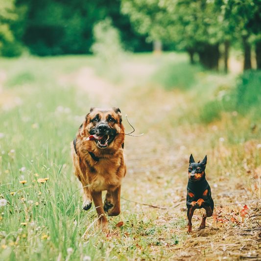 Dogs Running