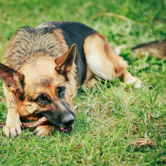 German Sheppard Playing with Toy