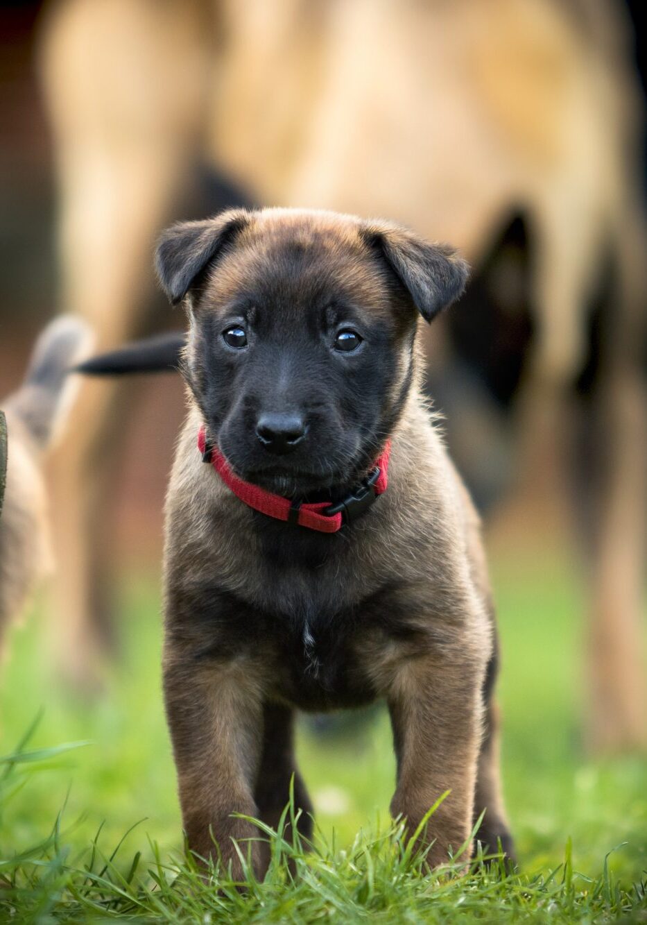 Baby German Sheppard